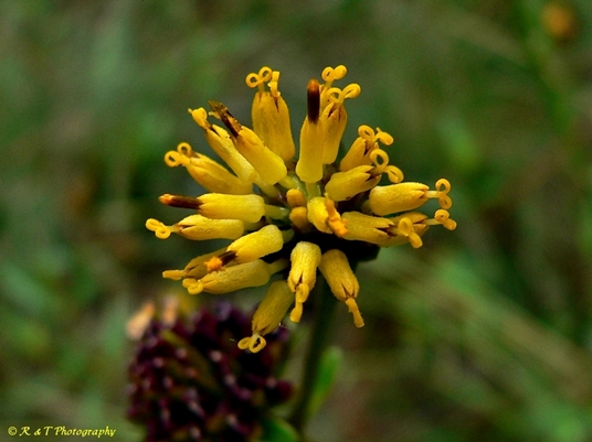 {Verbesina chapmanii}